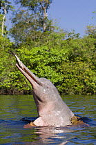 Amazon / pink river dolphin / boto (Inia geoffrensis) Rio Negro, Brazil (Amazon) wild animal breaching and feeding, Threatened species (IUCN Red List)