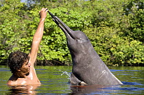 Amazon / pink river dolphin / boto (Inia geoffrensis) Rio Negro, Brazil (Amazon) wild animal being fed by local villager, Threatened species (IUCN Red List)