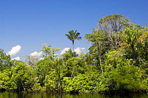 Rainforest along the Rio Negro river, Amazon basin, Brazil