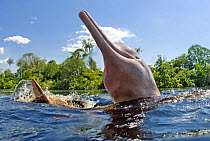 Amazon / pink river dolphin / boto (Inia geoffrensis) Rio Negro, Brazil (Amazon) wild animal  Threatened species (IUCN Red List)