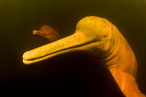 Amazon / pink river dolphin / boto (Inia geoffrensis) Rio Negro, Brazil (Amazon) wild animal underwater in tannin rich river, Threatened species (IUCN Red List)