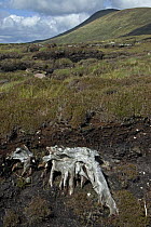 Bog Oak (Quercus sp.). Remains of ancient oak trees revealed by peat digging. Achill Island, County Mayo, Republic of Ireland