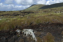 Bog Oak (Quercus sp.). Remains of ancient oak trees revealed by peat digging. Achill Island, County Mayo, Republic of Ireland