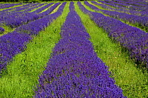 Lavender (Lavandula angustifolia 'Folgate') field in Surrey, England, UK, 2007