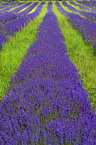 Lavender (Lavandula angustifolia 'Folgate') field in Surrey, England, UK, 2007