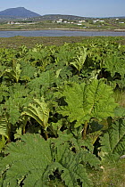 Gunnera tinctoria - invasive plant species growing on large tracts of land on Achill Island, County Mayo, Republic of Ireland