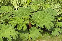 Gunnera tinctoria -  invasive plant species growing on large tracts of land on Achill Island, County Mayo, Republic of Ireland