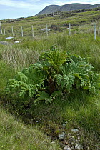 Gunnera tinctoria - invasive plant species growing on large tracts on land on Achill Island, County Mayo, Republic of Ireland