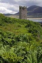 Gunnera tinctoria  - invasive species growing around Carrick Kildavnet Castle, Achill Island, County Mayo, Republic of Ireland.