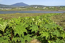Gunnera tinctoria - invasive plant species growing on large tracts on land on Achill Island, County Mayo, Republic of Ireland