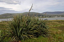 New Zealand Hemp (Phormium tenax) naturalised on Achill Island, County Mayo, Republic of Ireland