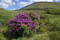 Rhododendron in flower(Rhododendron ponticum) invading marshland, Achill Island, County Mayo, Republic of Ireland