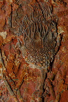 Fossil Crinoid {Scyphocrinites sp.} (pelagic Camerate crinoid) lived in the Silurian period, found in Jebel Issoumour, Alnif, Morocco.