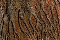 Close up of the arms of the fossil Pelagic Crinoid {Scyphocrinites sp} from the Upper Silurian Alnif, Morocco