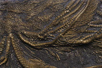 Crinoid {Pentacrinites fossilis / Pentacrinus briareus} from the Pentacrinite Bed, Black Ven, Dorset, UK (Jurassic period)