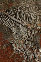 A mass of broken Crinoid stems lie on top of the calyx of an Upper Silurian Crinoid {Scyphocrinites sp}. A bed containing millions of individuals indicating a mass mortality is found at Jebel Issoumou...