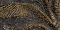 Fossil of Feathery arm of Crinoid from the Pentacrinite bed, Black Ven, West Dorset, UK, Jurassic Period