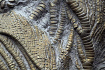 Fossil of Pyritised arms of a Jurassic Crinoid causing the golden colour, from the Black Ven, between Charmouth and Lyme Regis, Jurassic coast, West Dorset, UK