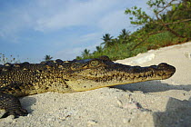 American saltwater crocodile {Crocodylus acutus} basking on sand Blackbird Cay, Turneffe Atoll, Belize