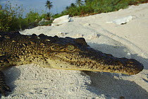 American saltwater crocodile {Crocodylus acutus} basking on sand, Blackbird Cay, Turneffe Atoll, Belize