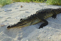 American Saltwater Crocodile {Crocodylus acutus} basking on sand, Blackbird Cay, Turneffe Atoll, Belize