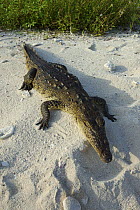 American saltwater crocodile {Crocodylus Acutus} basking on sand, Blackbird Cay, Turneffe Atoll, Belize