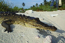 American saltwater crocodile {Crocodylus acutus} basking on sand, Blackbird Cay, Turneffe Atoll, Belize