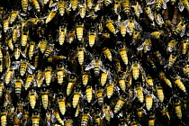 Giant honey bees {Apis dorsata} close up of colony. Tenom, Sabah, Borneo