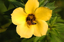Giant Honey Bee {Apis Dorsata} feeding on flower, Tenom, Malaysia, Borneo