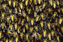 Giant honey bee colony {Apis Dorsata} Tenom, Sabah, Borneo