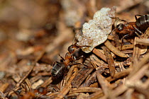 Two Wood ants {Formica paralugubris} carrying resin to nest, Jura Mountains, Switzerland