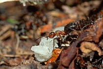 Wood ant {Formica Paralugubris} carrying tree resin to nest, Jura Mountains, Switzerland