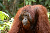 Orangutan {Pongo pygmaeus} Dominant male, Rehabilitation sanctuary, Tanjung Puting National Park, Kalimantan, Indonesia.