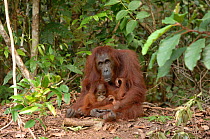 Orangutan {Pongo pygmaeus} adult with baby, Rehabilitation sanctuary, Tanjung Puting National Park, Kalimantan, Indonesia.