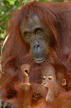Orangutan {Pongo pygmaeus} adult with baby, Rehabilitation sanctuary, Tanjung Puting National Park, Kalimantan, Indonesia.