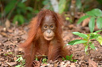 Orangutan {Pongo pygmaeus} baby, Rehabilitation sanctuary, Tanjung Puting National Park, Kalimantan, Indonesia.