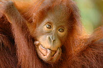 Orangutan {Pongo pygmaeus} juvenile, Rehabilitation sanctuary, Tanjung Puting National Park, Kalimantan, Indonesia.