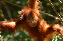 Orangutan {Pongo pygmaeus} baby swinging in the trees, Rehabilitation sanctuary, Tanjung Puting National Park, Kalimantan, Indonesia.