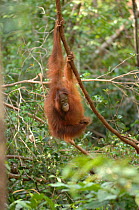 Orangutan {Pongo pygmaeus} adult hanging from tree, Rehabilitation sanctuary, Tanjung Puting National Park, Kalimantan, Indonesia.