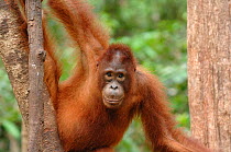 Orangutan {Pongo pygmaeus} adult in tree, Rehabilitation sanctuary, Tanjung Puting National Park, Kalimantan, Indonesia.