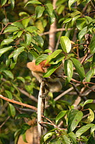 Proboscis Monkey {Nasalis larvatus} peering from tree, Tanjung Puting National Park, Indonesia