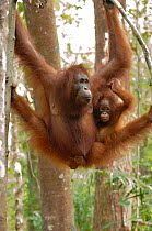 Orangutan {Pongo pygmaeus} mother with baby, Rehabilitation sanctuary, Tanjung Puting National Park, Kalimantan, Indonesia.