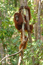 Orangutan {Pongo pygmaeus} mother climbing tree with baby, Rehabilitation sanctuary, Tanjung Puting National Park, Kalimantan, Indonesia.