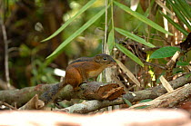 Three-striped Ground Squirrel (Lariscus insignis), Tanjung Puting National Park, Kalimantan, Indonesia