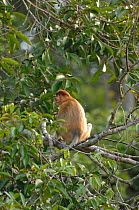 Proboscis Monkey {Nasalis larvatus} sitting in tree canopy, Tanjung Puting National Park, Indonesia