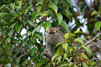 Crab eating / Long-tailed Macaque {Macaca fascicularis} in tree canopy, Tanjung Puting National Park, Indonesia