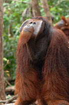 Orangutan {Pongo pygmaeus} adult male looking up into canopy, Rehabilitation sanctuary, Tanjung Puting National Park, Kalimantan, Indonesia.