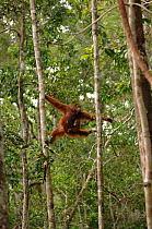 Orangutan {Pongo pygmaeus} mother swinging through forest carrying baby, Rehabilitation sanctuary, Tanjung Puting National Park, Kalimantan, Indonesia.