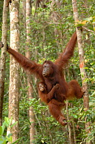 Orangutan {Pongo pygmaeus} mother swinging through trees carrying baby, Rehabilitation sanctuary, Tanjung Puting National Park, Kalimantan, Indonesia.