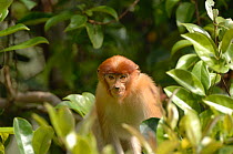 Proboscis Monkey {Nasalis larvatus} Tanjung Puting National Park, Indonesia